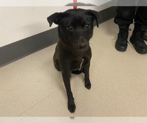 Borador Dogs for adoption in Corona, CA, USA