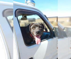 Mastador Dogs for adoption in Yreka, CA, USA