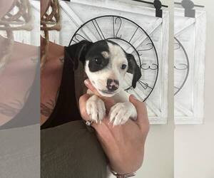 Chihuahua-Unknown Mix Dogs for adoption in Oakhurst, NJ, USA