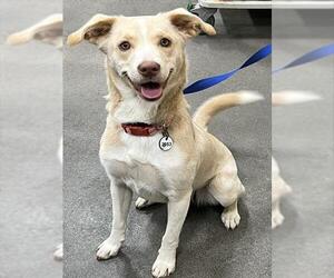 Labrador Retriever-Unknown Mix Dogs for adoption in Forestville, MD, USA