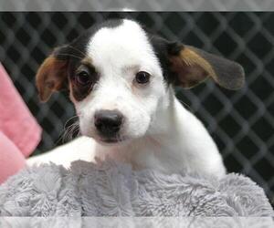 Chihuahua-Unknown Mix Dogs for adoption in Tallahassee, FL, USA