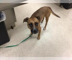 American Pit Bull Terrier-Unknown Mix Dogs for adoption in Riverside, CA, USA