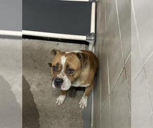American Pit Bull Terrier Dogs for adoption in Stockton, CA, USA