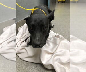 American Pit Bull Terrier-Labrador Retriever Mix Dogs for adoption in Las Vegas, NV, USA