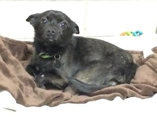 Chiranian Dogs for adoption in Boston, MA, USA