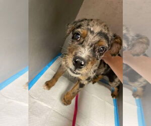 Australian Shepherd-Unknown Mix Dogs for adoption in Grafton, WI, USA