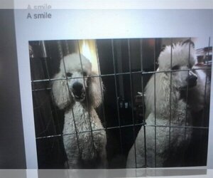 Poodle (Standard) Dogs for adoption in Rowayton, CT, USA