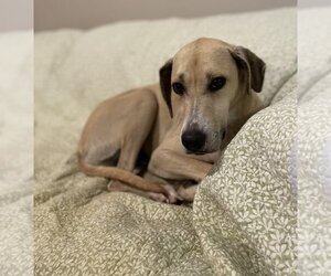 Unknown-Whippet Mix Dogs for adoption in Conway, AR, USA