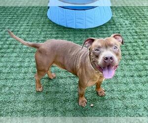 Mutt Dogs for adoption in Pasadena, CA, USA