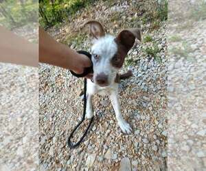 Mutt Dogs for adoption in Foristell, MO, USA