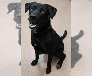 Labrador Retriever-Unknown Mix Dogs for adoption in Ogden, UT, USA