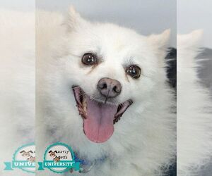 Pomeranian-pomeranian spitz Mix Dogs for adoption in Kennesaw, GA, USA