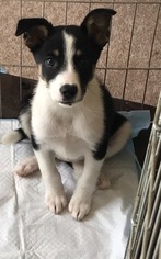 Medium Photo #5 Border-Aussie Puppy For Sale in Seattle, WA, USA