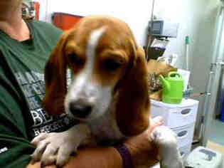 Beagle Dogs for adoption in Plano, TX, USA