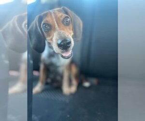 Beagle Dogs for adoption in Las Vegas, NV, USA