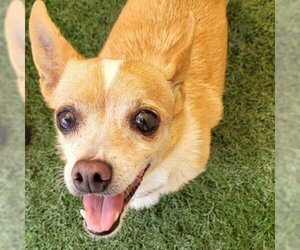 Chihuahua Dogs for adoption in San Pablo, CA, USA