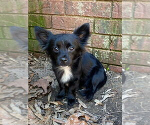 Papillon-Unknown Mix Dogs for adoption in Vail, AZ, USA