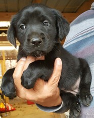 Sheprador Dogs for adoption in Baileyton, AL, USA