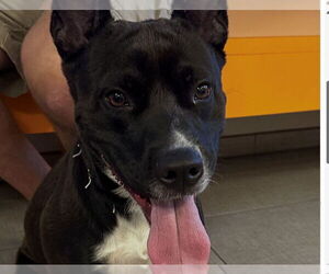 American Pit Bull Terrier-Unknown Mix Dogs for adoption in Rancho Cucamonga, CA, USA