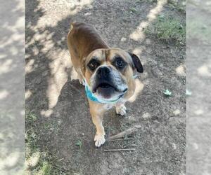 Mutt Dogs for adoption in Tulsa, OK, USA