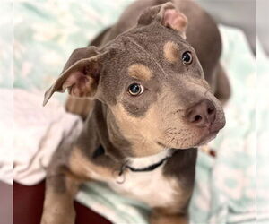 Mutt Dogs for adoption in Fort Collins, CO, USA