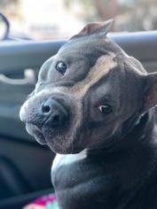 Staffordshire Bull Terrier Dogs for adoption in Tallahassee, FL, USA