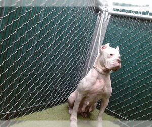 Argentinian Mastiff Dogs for adoption in Downey, CA, USA