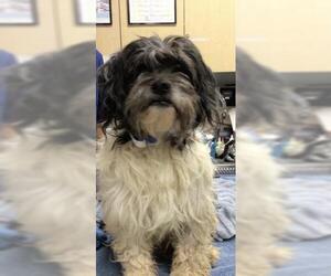 Mutt Dogs for adoption in Riverside, CA, USA