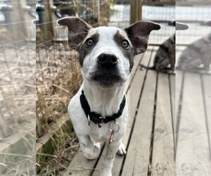 Jack Russell Terrier-Unknown Mix Dogs for adoption in Wakefield, RI, USA