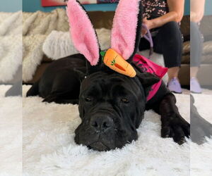 Mutt Dogs for adoption in Goodyear, AZ, USA