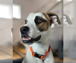 Mutt Dogs for adoption in Duluth, MN, USA