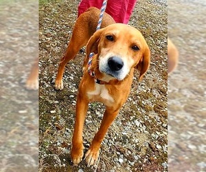 Black and Tan Coonhound-Labrador Retriever Mix Dogs for adoption in Richmond, VA, USA