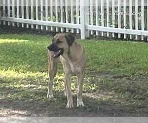 Anatolian Shepherd-Black Mouth Cur Mix Dogs for adoption in Ocala, FL, USA