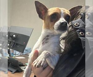 Chihuahua Dogs for adoption in San Martin, CA, USA