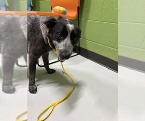 Mutt Dogs for adoption in Temple, TX, USA