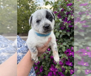 Mutt Dogs for adoption in Riverside, CA, USA