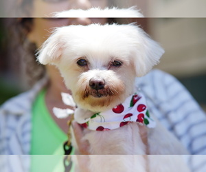 Maltese Dogs for adoption in Marina Del Rey, CA, USA