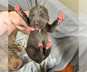 American Pit Bull Terrier Dogs for adoption in Louisville, KY, USA