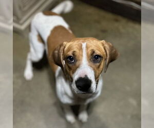 Mutt Dogs for adoption in Boston, MA, USA