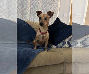 Chihuahua-Unknown Mix Dogs for adoption in Polson, MT, USA