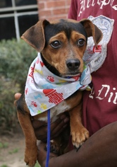 Doxie-Pin Dogs for adoption in Sugar Land, TX, USA