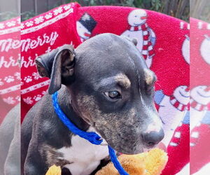 Boxador Dogs for adoption in Missouri City, TX, USA