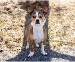 Chihuahua-Unknown Mix Dogs for adoption in Ames, IA, USA