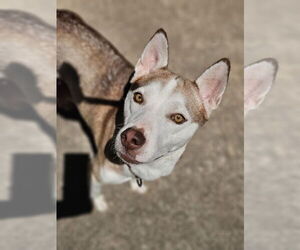Huskies -Unknown Mix Dogs for adoption in Raleigh, NC, USA