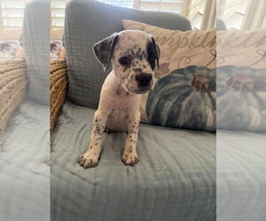 Labrador Retriever Dogs for adoption in Menifee, CA, USA