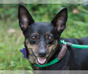 Chi-Corgi Dogs for adoption in Cookeville, TN, USA