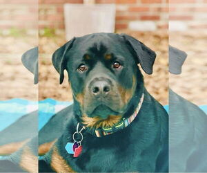 Rottweiler Dogs for adoption in Mooresville, NC, USA