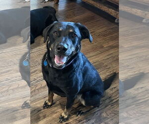 Labrador Retriever-Unknown Mix Dogs for adoption in Fort Worth, TX, USA