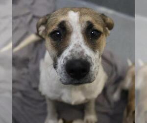 American Staffordshire Terrier-Unknown Mix Dogs for adoption in San Antonio, TX, USA