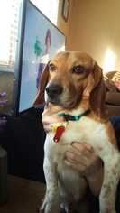 Beagle Dogs for adoption in FAIRLAWN, OH, USA